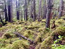 Low plants cover nearly all the ground