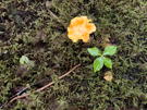 Now and then we came across bright flowers