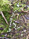 A small animal’s skeleton; it’s greenish color is correct