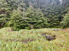 The creek winds through the grasses just before entering the bay