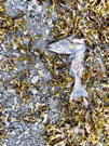 Good salmon hunting for bear as evidenced by the large number of fish remains