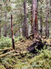 Fungus was everywhere, including up the sides of the trees