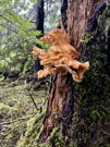 The fungus/mushrooms came in all shapes and colours