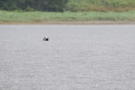 A northern sea otter was watching us as we were kayaking
