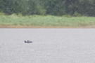 A northern sea otter was watching us as we were kayaking