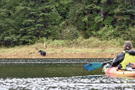 Time for the kayak to back up a bit - distance from a bear is a good thing!