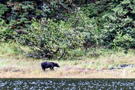 Alaska Brown Bear