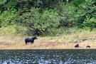 Alaska Brown Bear