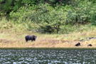 Alaska Brown Bear