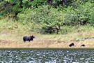 The bear is carrying something in his mouth