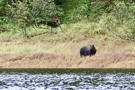 Alaska Brown Bear