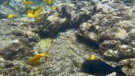 Snorkeling in Kealakekua Bay