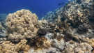 Snorkeling in Kealakekua Bay