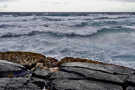 Punalu'u Black Sand Beach