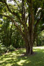 Wailuku River State Park