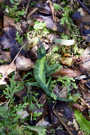 Lizard at ʻAkaka Falls State Park