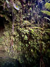 Approaching Nahuku Lava Tube