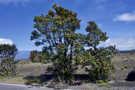 ʻŌhiʻa Lehua Tree