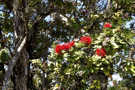 ʻŌhiʻa Lehua Tree