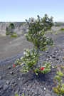 ʻŌhiʻa Lehua Tree