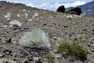 Silver Sword Plant