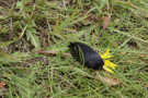 Black Slug