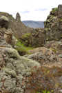There is a large variety of beautiful ground cover in the rift