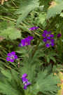 Bright purple flowers against dark green leaves