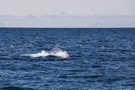 Sea birds swarming around feeding whale