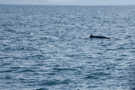 Minke whale