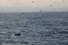Minke whale