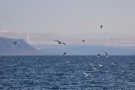 Seabirds flying around looking for food
