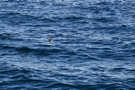 Puffin