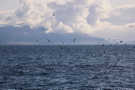 Seabirds flying around looking for food with mountains in the distance
