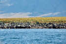 Puffin nesting area