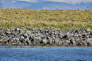 Puffin nesting area