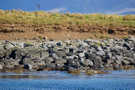 Puffin nesting area
