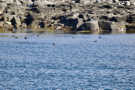 Puffins