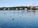 Seabirds on a pond in front of a residential neighborhood