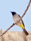 African Red-Eyed Bulbul