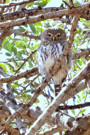 Pearl Spotted Owlet