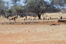 Common Eland, Helmeted Guineafowl