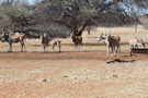 Common Eland