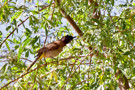 African Red-Eyed Bulbul