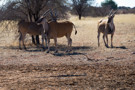 Common Eland