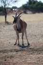 Common Eland