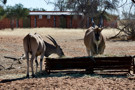 Common Eland