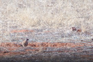 Cape Ground Squirrel