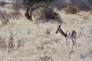 Springbok