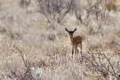 Springbok